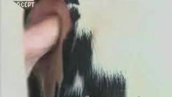 Guy thrusts his shaft deep into this bovine's hot tight vagina