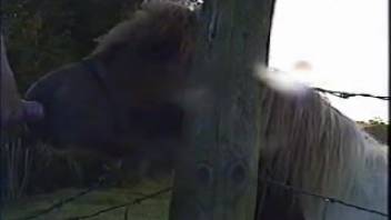 Stallion arouses desire and longing in bestiality porn enthusiast