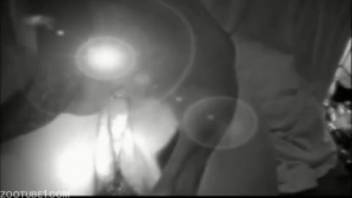 Nocturnal canine copulation with a black-and-white dog and a muscular, trained hound