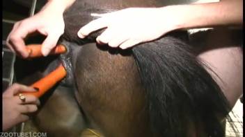 Blonde woman banging a mare's cunt with a strap-on dildo