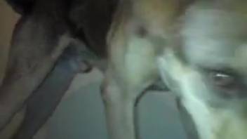 Guy masturbates a dog's penis and causes it to ejaculate