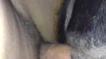 Attractive man wields his erect cock to overpower a wild creature