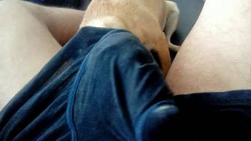 Desperate guy enjoys his tiny Chihuahua tonguing his cock and nuts