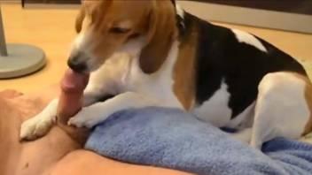 Beagle licks owner's cock when he's masturbating on cam