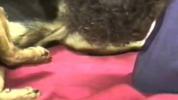 Curly-haired guy had anal intercourse with a canine