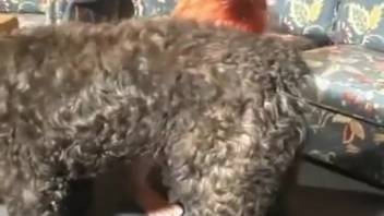 Ginger-haired animal enthusiast screwed by a massive ebony hound