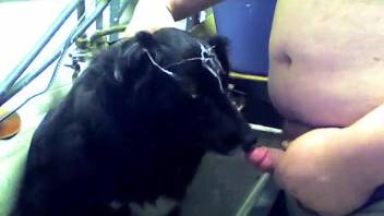 Delightful no-cost homosexual beast intercourse zoophilia adult content