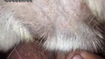 Guy screwing a dog to force the animal to ejaculate